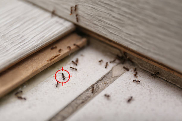 Best Insect Control  in Whitesboro, NJ